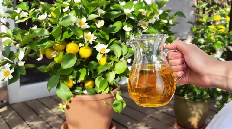 Citronnier : dès le 15 mars, offrez-lui cet ingrédient de cuisine et il va doubler de volume