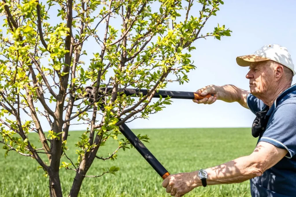 « Un oiseau doit pouvoir traverser » : conseils pratiques pour bien tailler ses arbres fruitiers